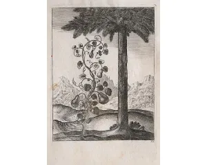 Grafika před r. 1800