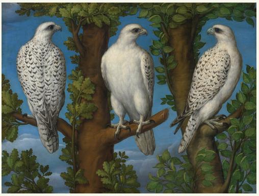 Lombardský mistr: Portrait of a Gyrfalcon, viewed from three sides / nedatováno / olej na plátně / 75,7 x 100,5 cm / Sotheby´s New York 30. 1. 2014